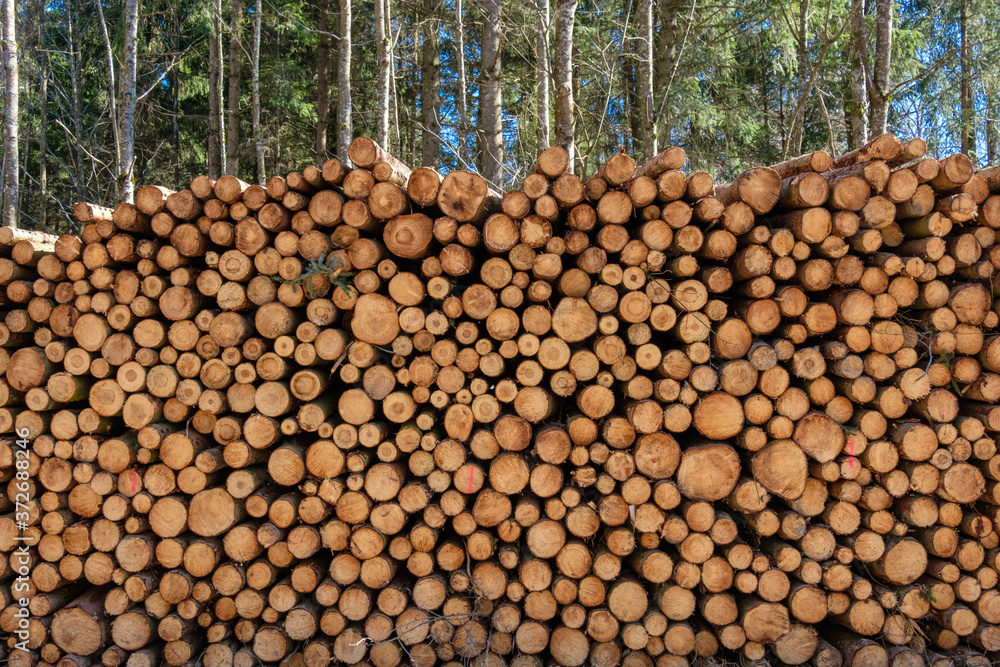 Ein sehr großer Haufen aufgestapelte Baumstämme / Holz (Forstwirtschaft)