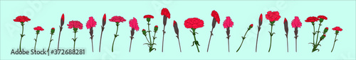 set of carnation flowers cartoon icon design template with various models. vector illustration