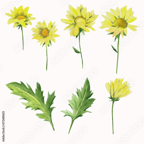 Fototapeta Naklejka Na Ścianę i Meble -  yellow chrysanthemums watercolor set on a white background