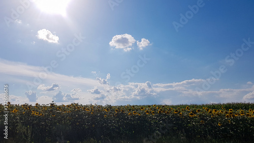 Beautiful landscape, field of beautiful and bright yellow-gold sunflowers, blue sky and white clouds in the background on a bright sunny day. Ecology concept photo. Agricultural industry.