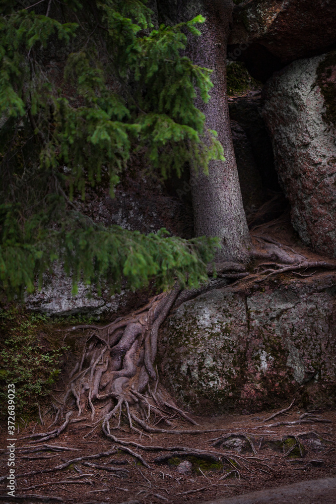 Trees with embossed roots creeping over the rocks Trees with embossed roots creeping over the rocks
