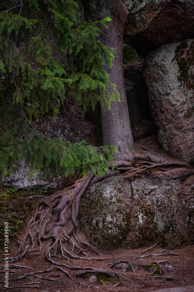 Trees with embossed roots creeping over the rocks