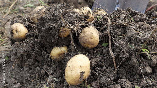 Harvesting from the soil on the plantation of early young potatoes. Fresh organic potatoes are dug out of the ground with a shovel in a farm garden.