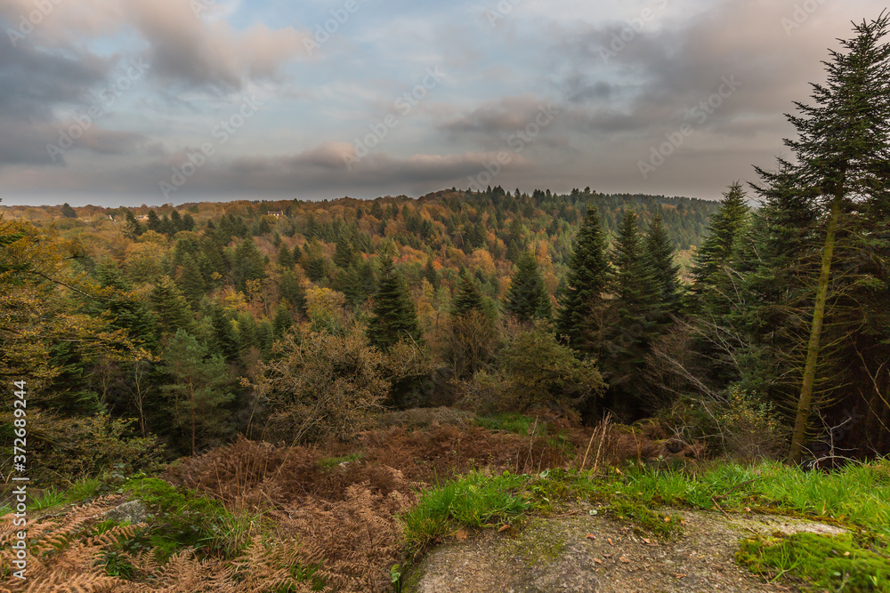 Forêt près d'Huelgoat