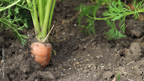 Fresh ripe organic carrots in the garden. Large and ripe vegetables in the ground. Carrot vegetable grows in the garden in an organic soil background closeup.