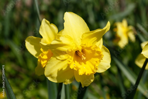 Gelbe Narzissen, Narzissenblüte (Narcissus Pseudonarcissus), Deutschland