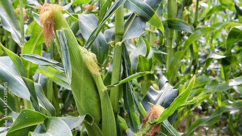 Corn on a stalk in a vegetable garden in a home garden. Corn pods in a corn plant  a field in an agricultural garden  pods on the trunk.