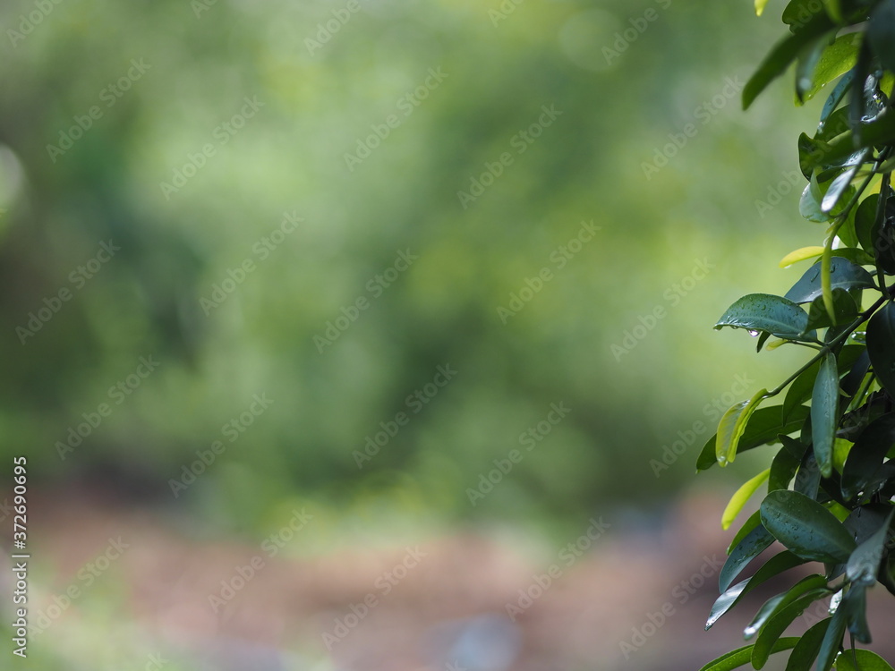 Obraz premium bush tree texture nature leaves background