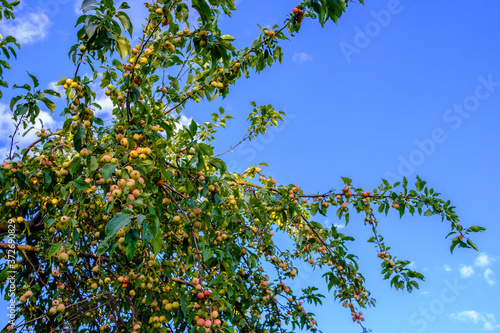 A large apple tree strewn with lots of ripe apples against the blue sky. Summer sunny day. Harvest fruit in the garden. Copy space. High quality photo
