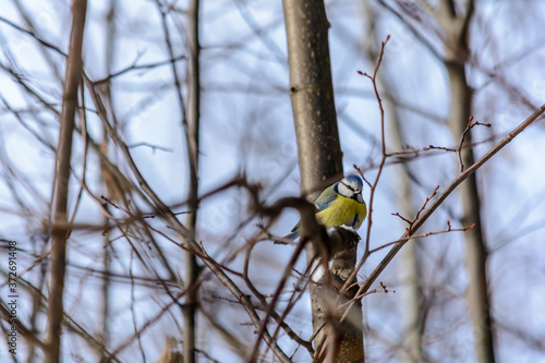 Forest birds live near the feeders in winter