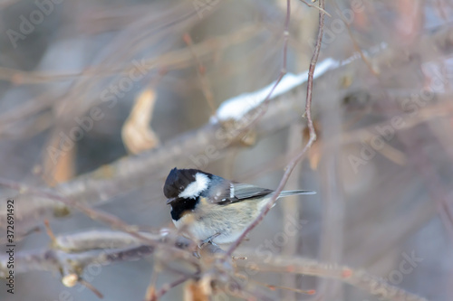 Wallpaper Mural Forest birds live near the feeders in winter Torontodigital.ca