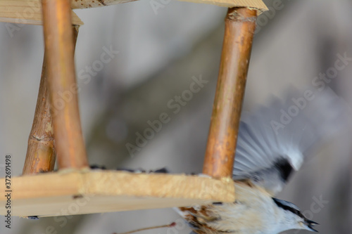 Wallpaper Mural Forest birds live near the feeders in winter Torontodigital.ca