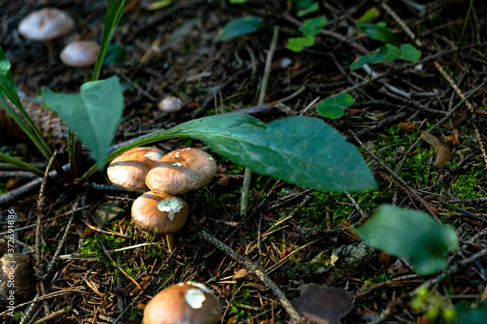 Placer of many fairytale magic rustic mushroom with a brown hat in the forest in the grass, fungus, aspen, hard light and shadows Placer of many fairytale magic rustic mushroom with a brown hat in the forest in the grass, fungus, aspen, hard light and shadows