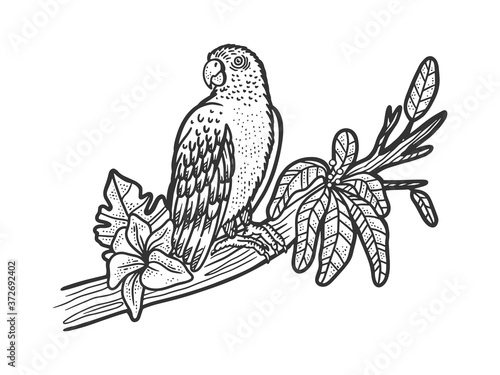 parrot bird on tree branch sketch engraving vector illustration. T-shirt apparel print design. Scratch board imitation. Black and white hand drawn image.