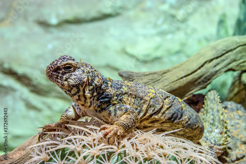 ornate mastigure  Uromastyx ornata  is a species of lizard in the family Agamidae. These medium-sized lizards are among the most colorful members of the genus.