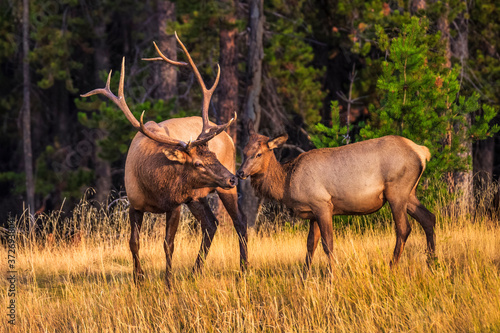 Elk in Love