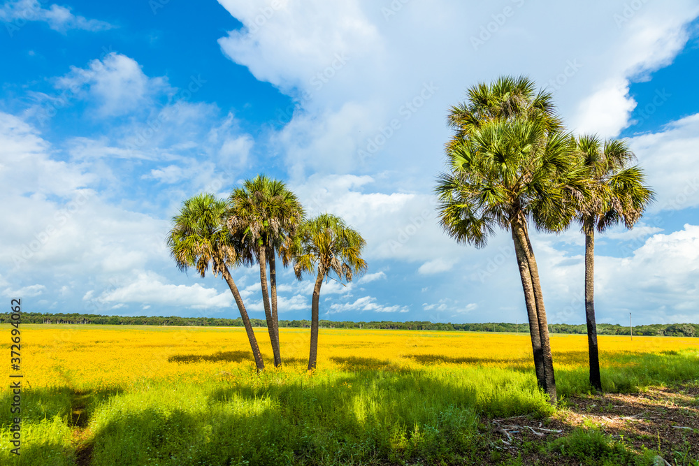 Field of Tickseed wildflowers in Myakka River State Park, Sarasota Florida. Coreopsis, commonly