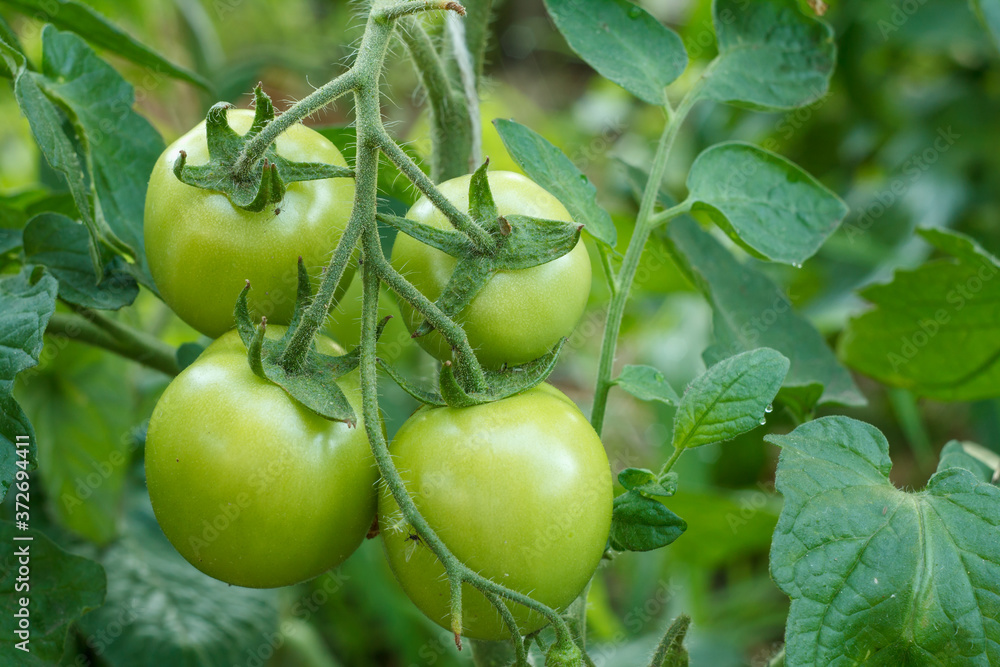 Unripe green tomatoes growing on bush in the garden.