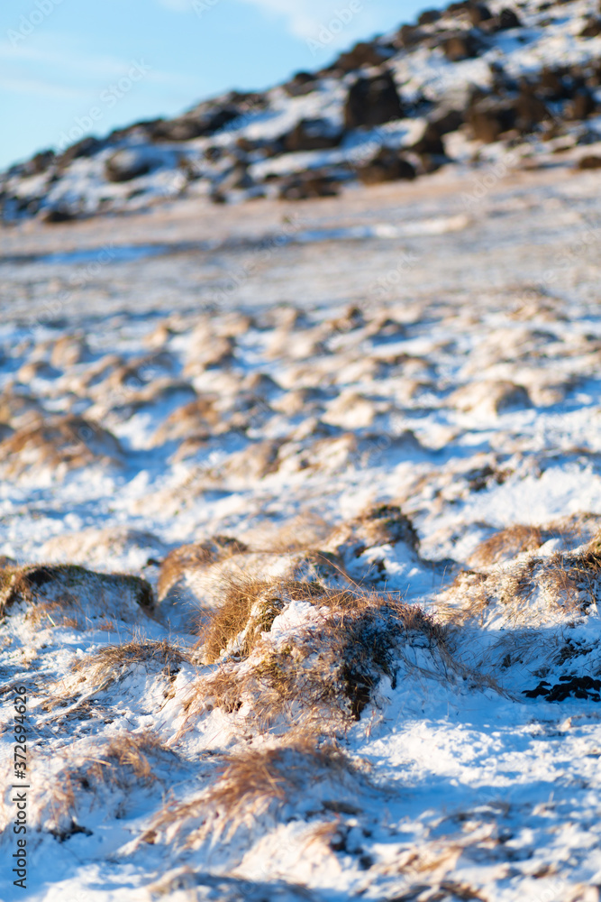 A field of frozen lava overgrown with moss at the foot of a mountain in Iceland in winter. Winter natural landscape