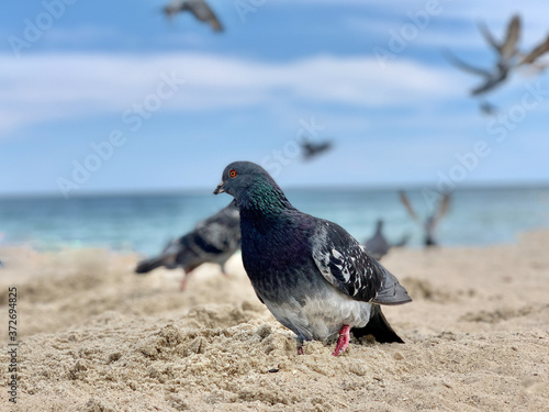 Doves on the beach by the sea. Birds on the Black Sea coast. The dove walks on the sand.