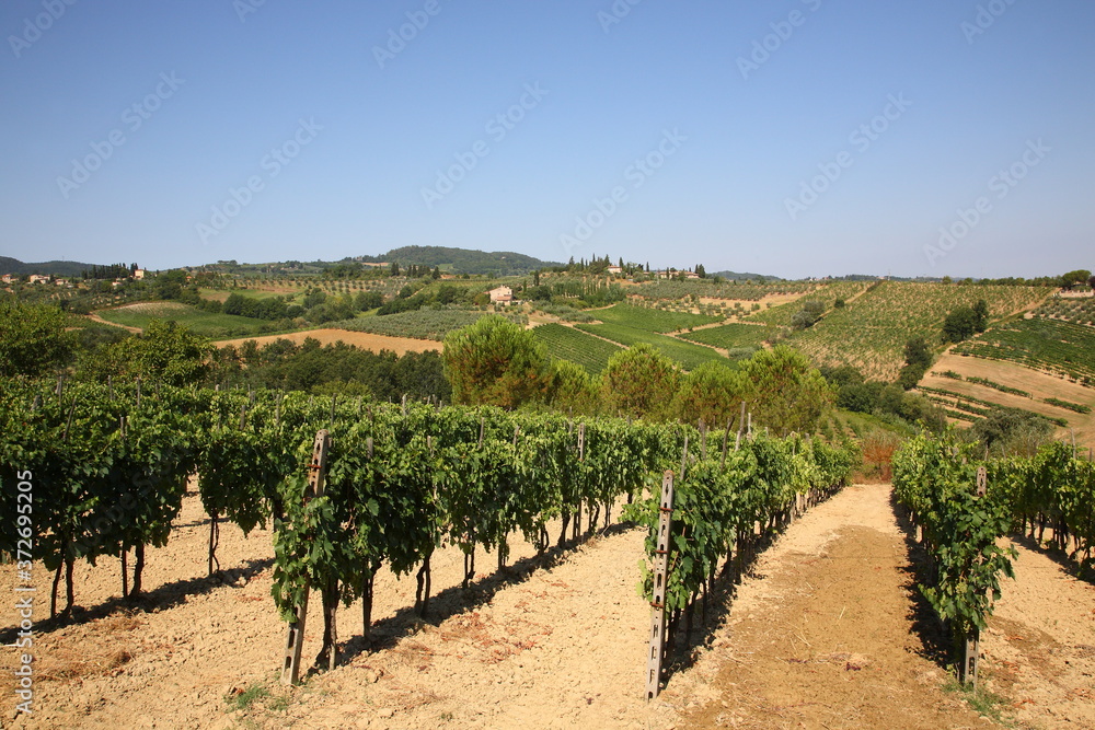 View of  vineyards and wine countryside landscape with horses in San Gimignano, Siena province, Tuscany, Italy
