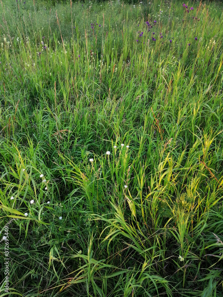 green grass in the wind green grass in the wind