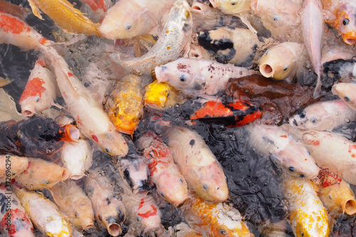 The colorful beauty of koi fish is scrambling for food. 