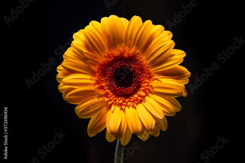 Large gerbera flower on black background