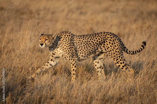 Full body side view portrait of an adult female cheetah with beautiful eyes walking in the grassy plains of Serengeti in Tanzania