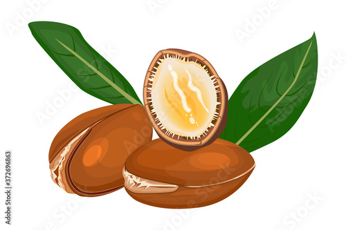 Argan isolated on white background. Argan tree branch, fruits, nuts and leaves. Cosmetic and medical plant. Organic essential oil. Beauty and spa, cosmetic serum ingredient. Stock vector illustration