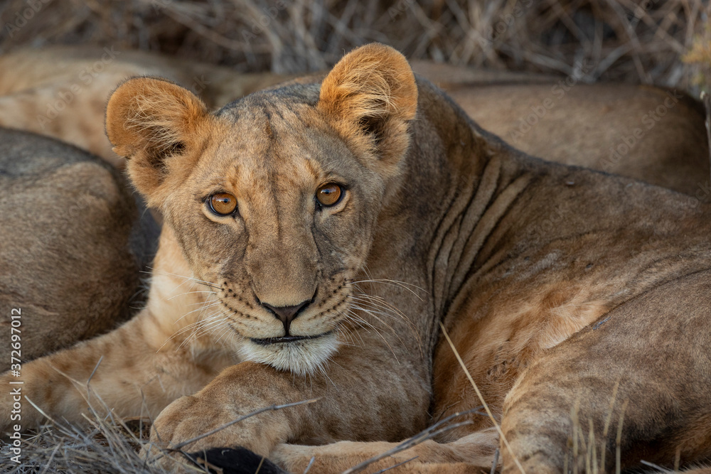 Samburu juvenile lion cub looking straight at camera lying down in Samburu in Kenya Samburu juvenile lion cub looking straight at camera lying down in Samburu in Kenya