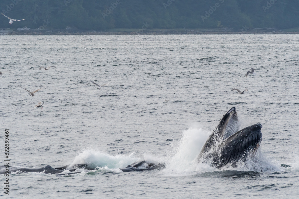 Fototapeta premium Group of humpback whales (Megaptera novaeangliae) bubble net feeding in Southeast Alaska's Inside Passage.