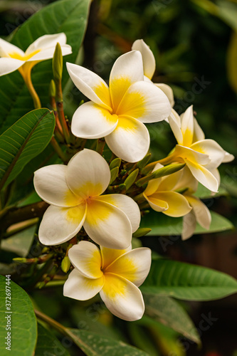 Plumeria rubra flowers blooming, with green leaves © Martin