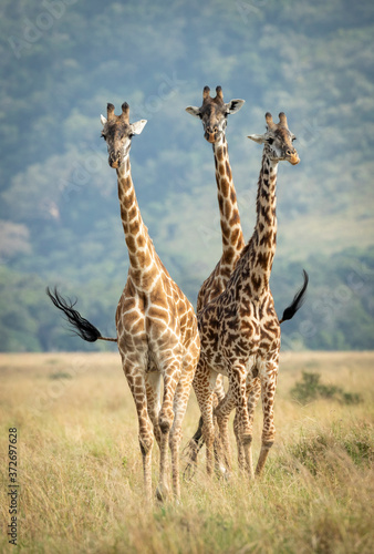 Photography Vertical portrait of three giraffe walking towards camera in the afternoon in Ma