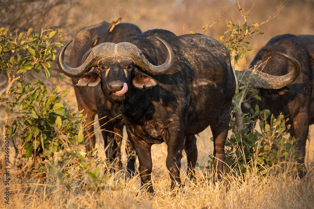 Adult buffalo bull licking his nose standing and looking at camera in Kruger South Africa Adult buffalo bull licking his nose standing and looking at camera in Kruger South Africa