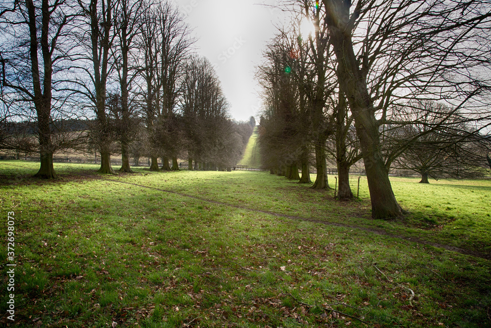 Obraz premium tree lined landscape