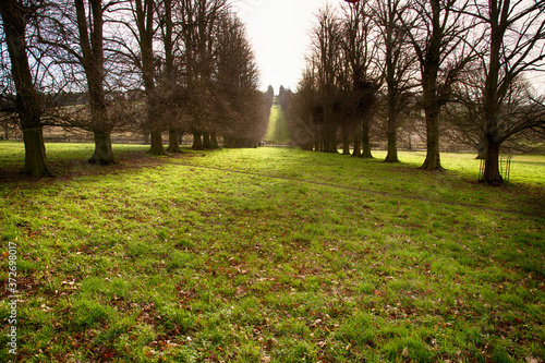 tree lined landscape photo