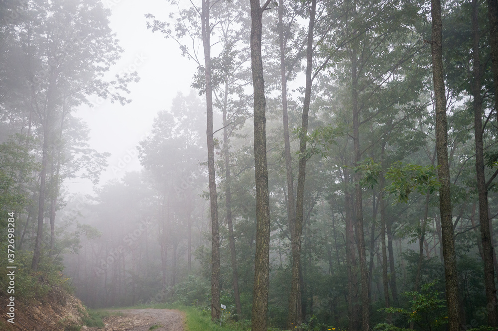 Fototapeta premium A misty dawn mountain where you can breathe fresh air