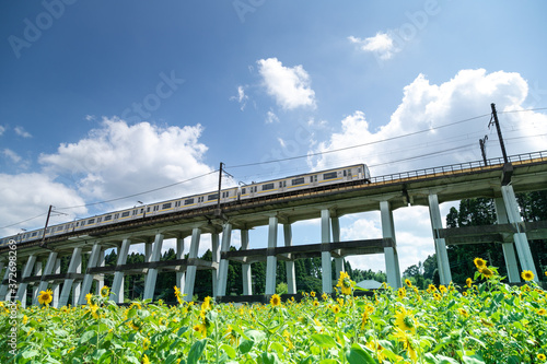 鉄道高架橋とひまわり畑　千葉県大網白里市　日本 © 政昭 大橋