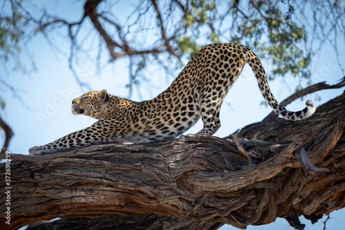 Fototapeta na wymiar Adult leopard having a big stretch with arched back while standing in a large dead tree branch in Khwai Okavango in Botswana