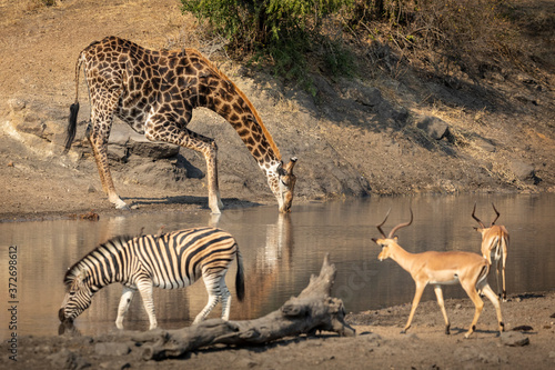 Adult male giraffe drinking from a river with nearby zebra and two impala in Kruger Park in South Africa © stuporter
