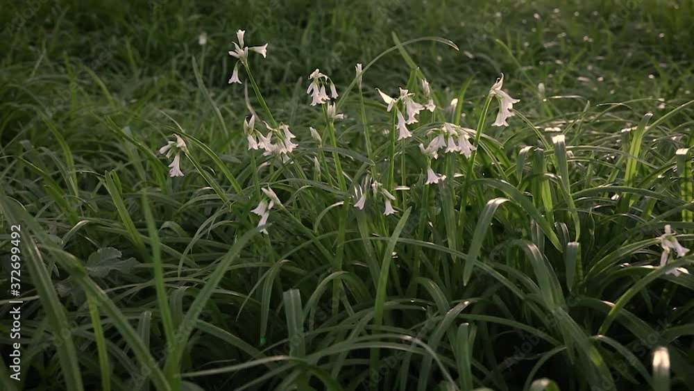 Three-Cornered Garlic Flowers Blowing in the Wind with Sunlight Three-Cornered Garlic Flowers Blowing in the Wind with Sunlight