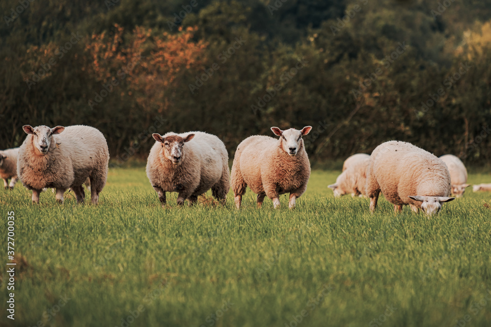 Fototapeta premium Sheep and lamb in the field