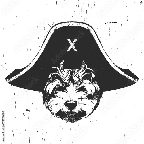 Portrait of Maltese Poodle with a pirate hat. Vector. 