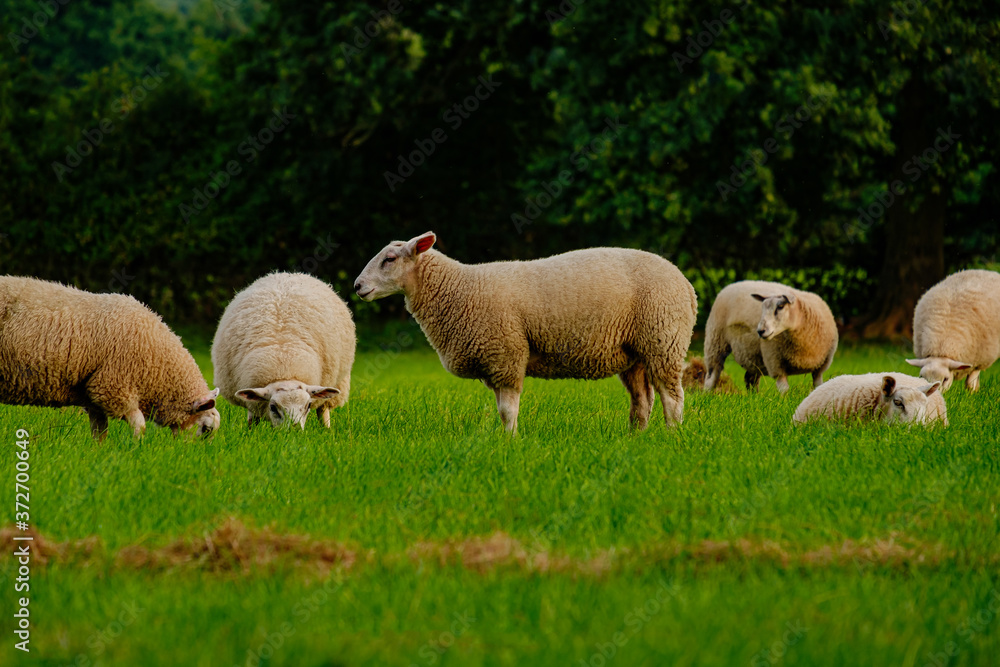 Fototapeta premium Sheep and lamb in the field