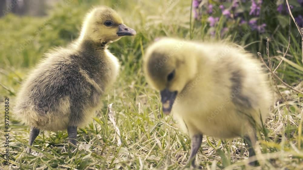 Cute gosling resting in a meadow grass. home farm Cute gosling resting in a meadow grass. home farm