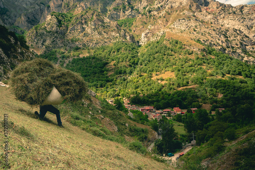 Paisano levantando carga de hierba en ladera segada con el pueblo de Caín de fondo y las montañas de Picos de europa en segundo plano photo