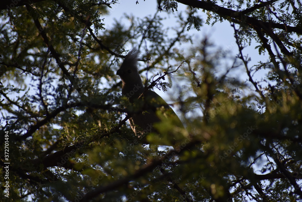 bird in the tree bird in the tree