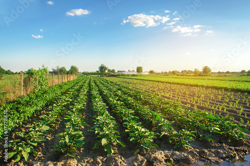 Billede på lærred Eggplant plantations grow in the field on a sunny day