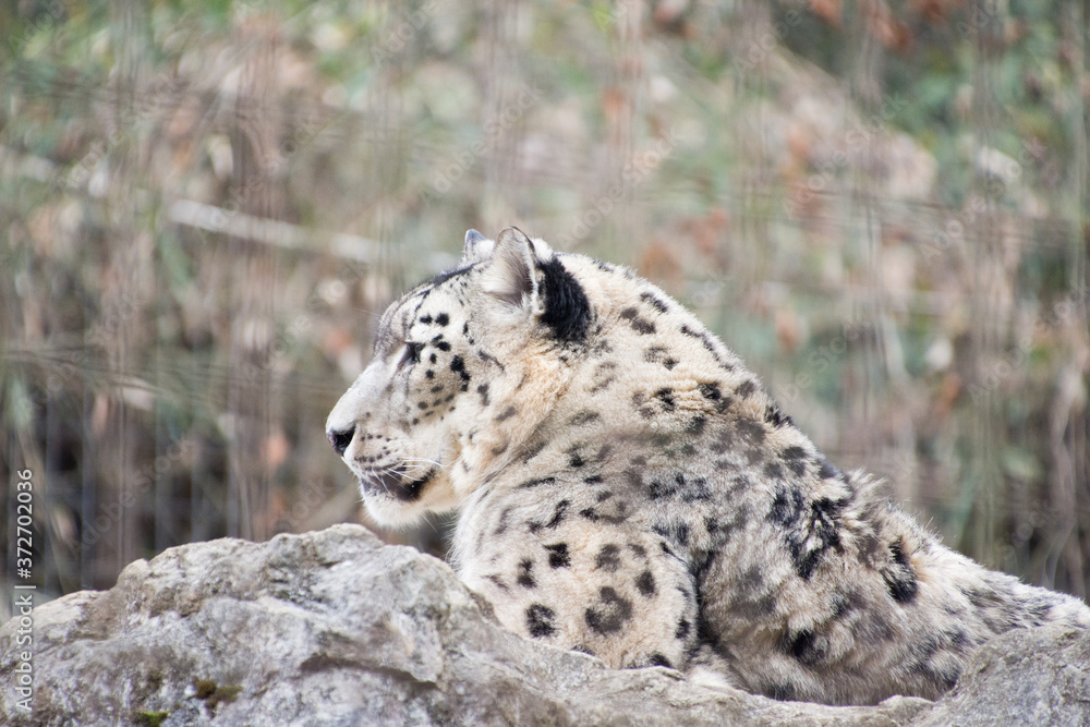 Naklejka premium ユキヒョウ